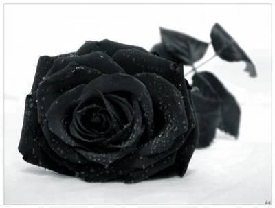 rose noire